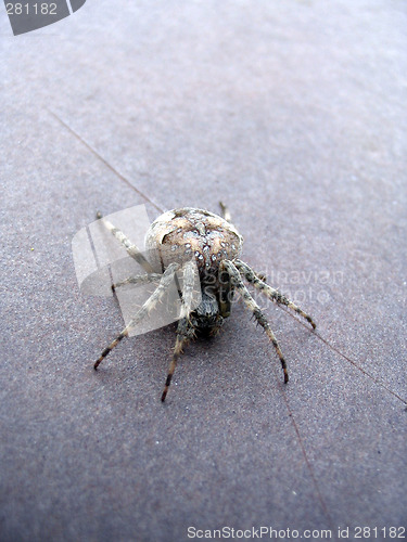 Image of The big grey spider creeps on a brown table