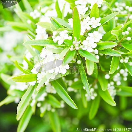 Image of tree brunch with white flowers