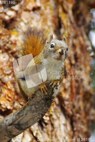 Image of Squirrel 4