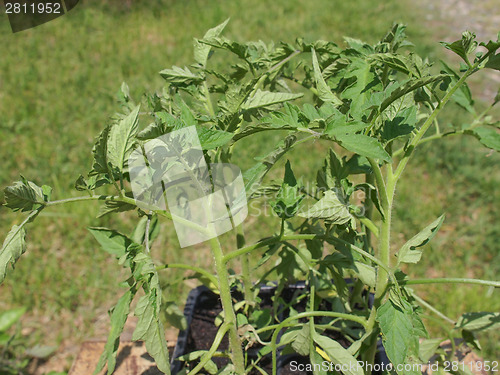 Image of Plug tomato plant
