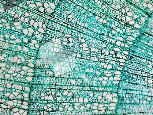 Image of Pine Wood micrograph