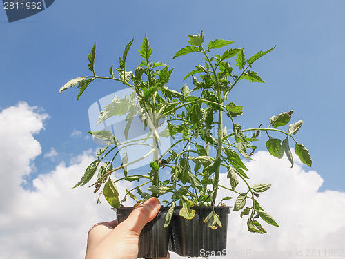 Image of Plug tomato plant