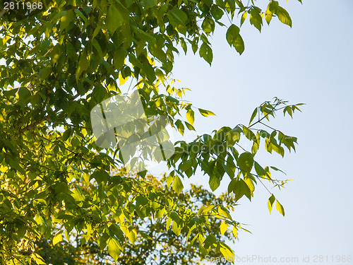 Image of Tree top