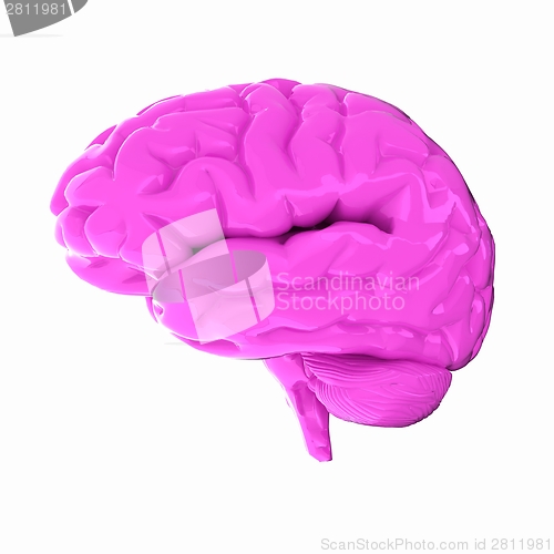 Image of Human brain