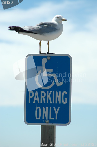 Image of Handicapped seagull