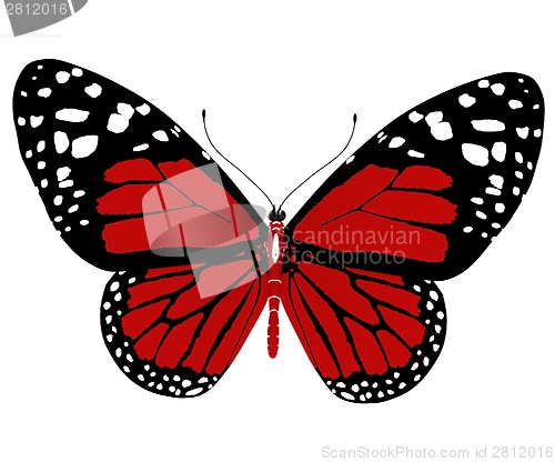 Image of beauty butterfly