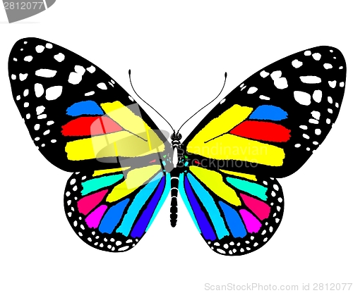 Image of beauty butterfly