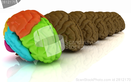 Image of Human brains