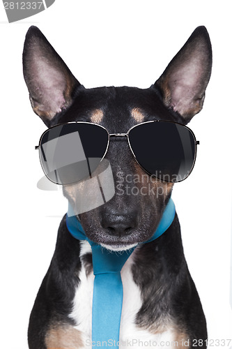 Image of cool Bull Terrier DOG 
