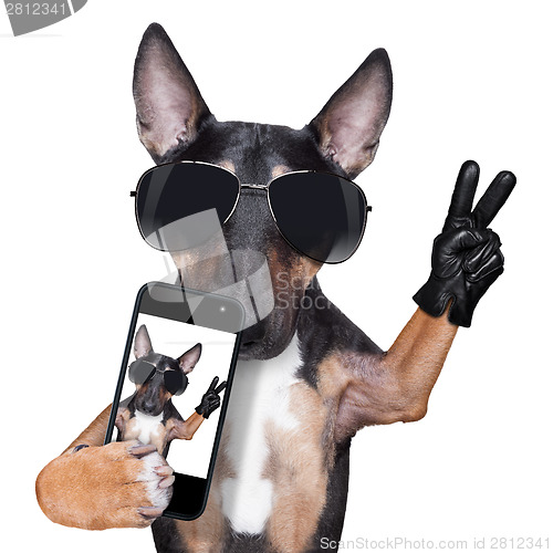 Image of Bull Terrier DOG selfie