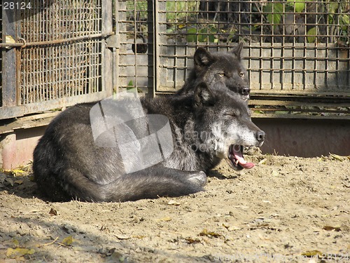 Image of Canadian Wolf