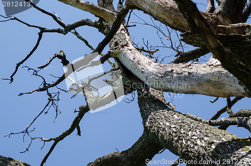 Image of dry diseased tree branches on blue sky background 