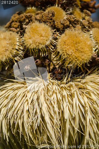 Image of close up of palms from dried flowers bent grass 