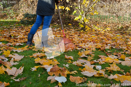 Image of worker rake autumn dry tuliptree leaves in garden 