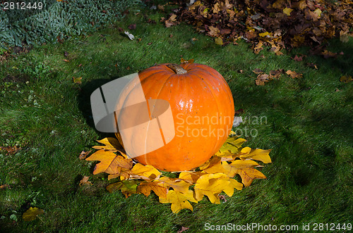 Image of big pumpkin and leaves dekoration in yard 