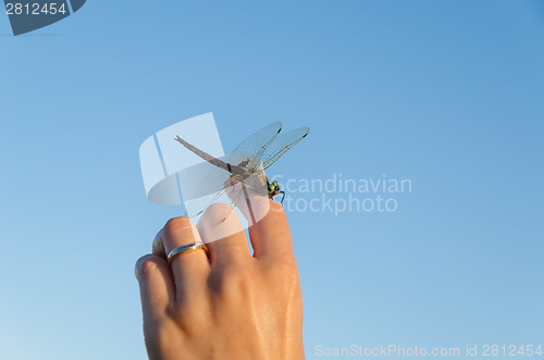 Image of large damselfly wings on hand on blue sky 