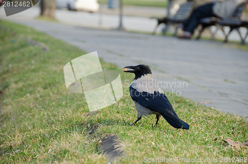 Image of big crow hold breadcrumbs in beak at city park 