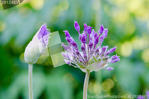 Image of decorative garlic bloom and bud morning dew drops 