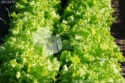 Image of organic green curly lettuce in garden 