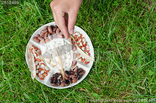 Image of hand hold dried pod over plate with beans outdoor 