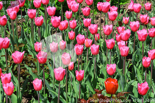 Image of Pink tulips