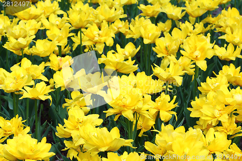 Image of Yellow tulips