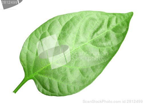 Image of Green leaf of pepper