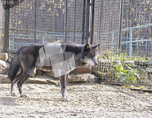 Image of Canadian Wolf