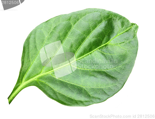 Image of Wry green leaf of pepper