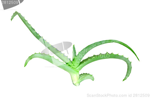 Image of Branch of aloe