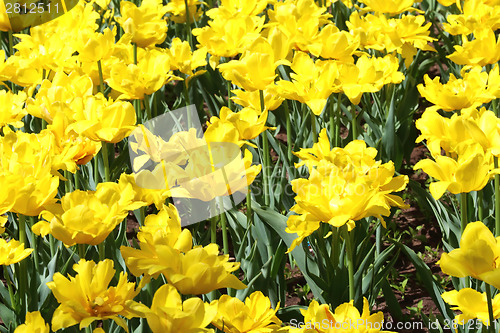 Image of Yellow tulips