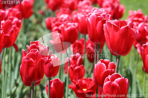 Image of Red tulips