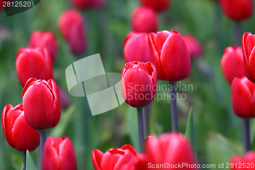 Image of Red tulips