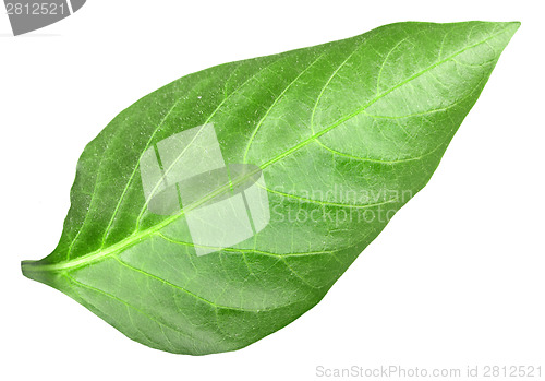 Image of Green leaf of pepper