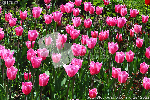 Image of Pink tulips