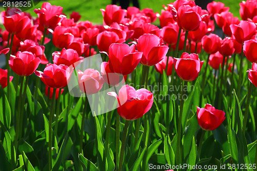 Image of Red tulips