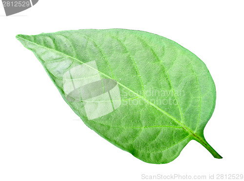 Image of Green leaf of pepper