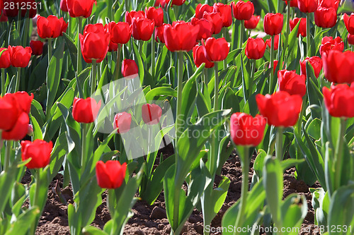 Image of Red tulips