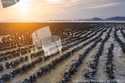 Image of Oyster beach in HongKong Pak Nai sunset