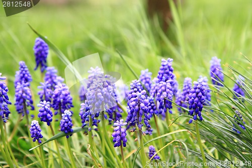 Image of grape hyacinth flower 