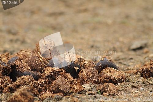 Image of horse poo 