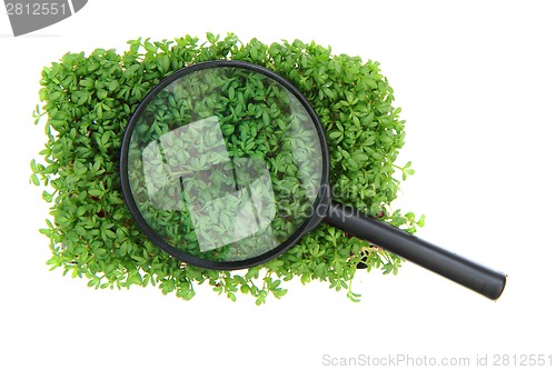 Image of watercress and magnify glass