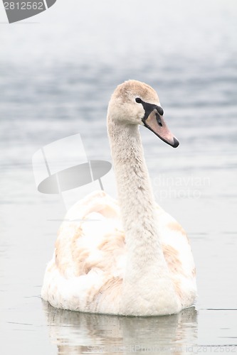 Image of swan on the lake 