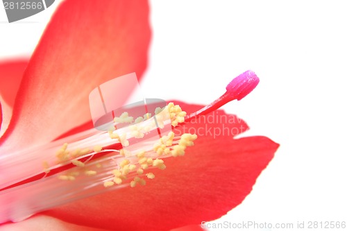 Image of detail of cactus flower