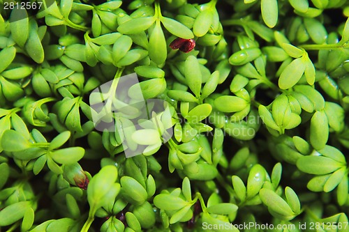 Image of watercress detail