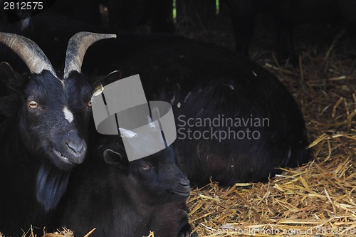 Image of black goat from home farm 