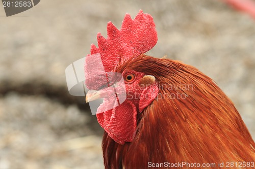 Image of head of rooster 