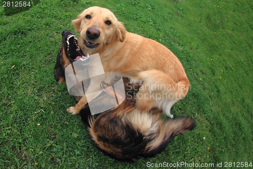 Image of fighting dogs