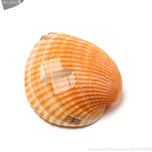 Image of Seashell isolated on white background