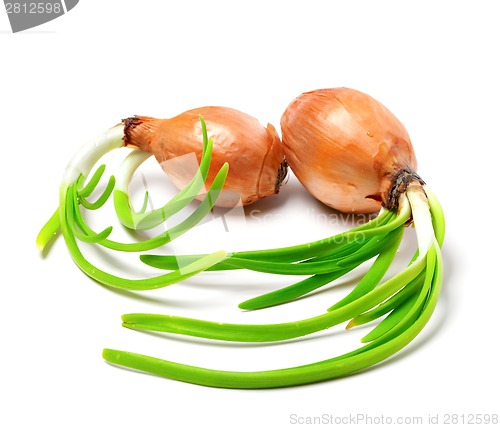 Image of Two spring onions (Allium cepa)